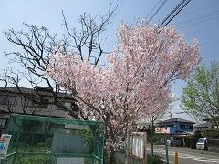 南部入口の桜