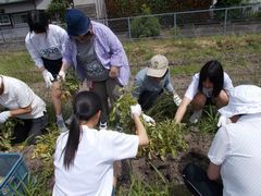 高校生と畑で収穫