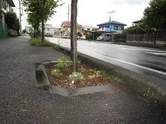 お花を植えて綺麗に