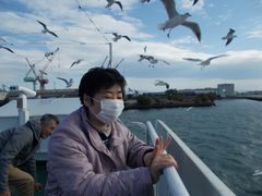 12月の海鳥