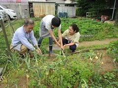 玉ねぎの収穫