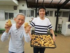 大きく育ったじゃが芋