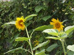 今年の夏の様子