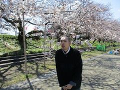 桜の下でお散歩