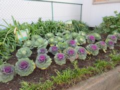 冬の花壇