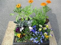 色々な種類のお花が咲きました