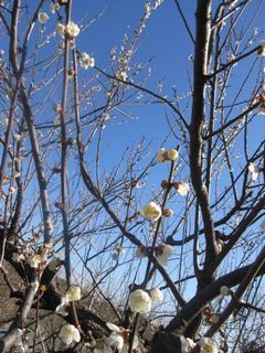 青空に白い梅の花が映えます。