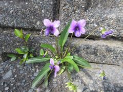 ブロックの割れ目からすみれの花。かわいらしいです。