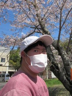 晴天に桜。