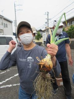 玉ねぎ、大きくてびっくり