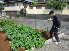 毎日、水かけ頑張っています