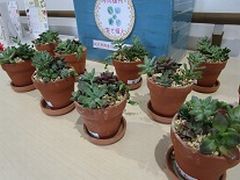 多肉植物がモリモリでかわいい_