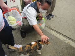 りんご園の看板ネコ「りんごちゃん」との交流も思い出です。