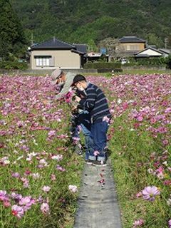 お母さんに渡すと張り切ってコスモスを摘んでいます