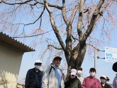 青空とピンク色の花が絵になりますね。