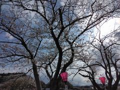 東部桜２