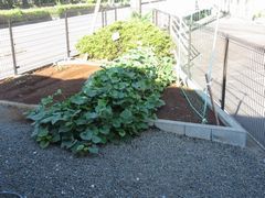 さつまいもの収穫、楽しみ