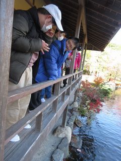 廊下に出て鯉に餌やりができます。