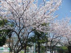 桜満開！花びら舞う中