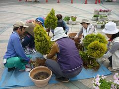 みんなで植木の作業中