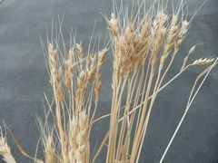 収穫した麦