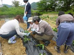 ＴＨＥ植え付け