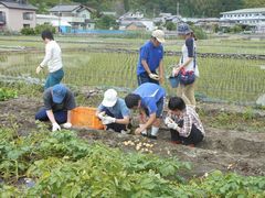 全体行事｢ジャガイモ掘り｣