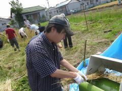 小麦かりもやります