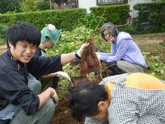 新鮮なおいも収穫