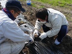 一緒に種イモ植え♪