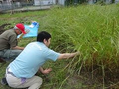 小麦収穫