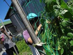 ネット越しに野菜を収穫しています