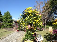 芸術性ゆたかな菊花展