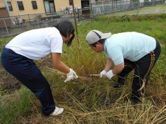 麦秋とまではいきませんが刈りました